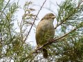 Gorrion Comun - Passer domesticus - Pardal comu