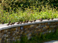 Gorrion Comun - Passer domesticus - Pardal comu