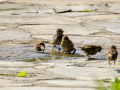 Gorrion Comun - Passer domesticus - Pardal comu