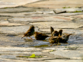 Gorrion Comun - Passer domesticus - Pardal comu