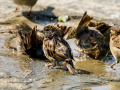 Gorrion Comun - Passer domesticus - Pardal comu