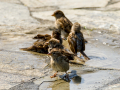Gorrion Comun - Passer domesticus - Pardal comu