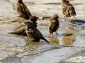 Gorrion Comun - Passer domesticus - Pardal comu