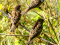 Gorrion Comun - Passer domesticus - Pardal comu