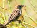 Gorrion Comun - Passer domesticus - Pardal comu