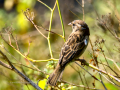 Gorrion Comun - Passer domesticus - Pardal comu