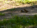 Gorrion Comun - Passer domesticus - Pardal comu
