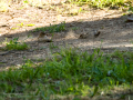 Gorrion Comun - Passer domesticus - Pardal comu