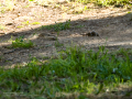 Gorrion Comun - Passer domesticus - Pardal comu