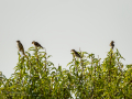 Gorrion Comun - Passer domesticus - Pardal comu