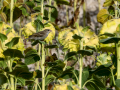 Gorrion Comun - Passer domesticus - Pardal comu