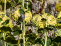 Gorrion Comun - Passer domesticus - Pardal comu