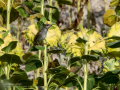 Gorrion Comun - Passer domesticus - Pardal comu