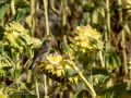 Gorrion Comun - Passer domesticus - Pardal comu