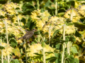 Gorrion Comun - Passer domesticus - Pardal comu