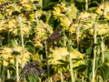 Gorrion Comun - Passer domesticus - Pardal comu