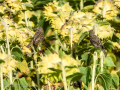 Gorrion Comun - Passer domesticus - Pardal comu
