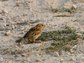 Gorrion Comun - Passer domesticus - Pardal comu