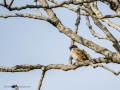 Gorrión molinero - Passer montanus - Pardal xarrec