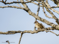 Gorrión molinero - Passer montanus - Pardal xarrec