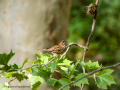 Gorrión molinero - Passer montanus - Pardal xarrec