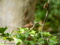 Gorrión molinero - Passer montanus - Pardal xarrec