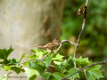 Gorrión molinero - Passer montanus - Pardal xarrec