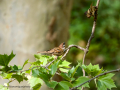 Gorrión molinero - Passer montanus - Pardal xarrec
