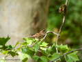 Gorrión molinero - Passer montanus - Pardal xarrec