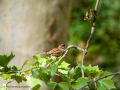 Gorrión molinero - Passer montanus - Pardal xarrec