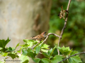 Gorrión molinero - Passer montanus - Pardal xarrec