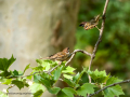Gorrión molinero - Passer montanus - Pardal xarrec