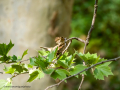Gorrión molinero - Passer montanus - Pardal xarrec