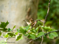 Gorrión molinero - Passer montanus - Pardal xarrec