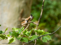 Gorrión molinero - Passer montanus - Pardal xarrec
