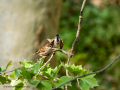 Gorrión molinero - Passer montanus - Pardal xarrec