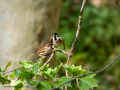 Gorrión molinero - Passer montanus - Pardal xarrec