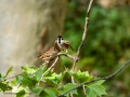 Gorrión molinero - Passer montanus - Pardal xarrec