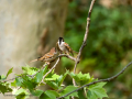 Gorrión molinero - Passer montanus - Pardal xarrec
