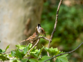 Gorrión molinero - Passer montanus - Pardal xarrec