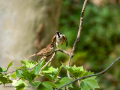 Gorrión molinero - Passer montanus - Pardal xarrec