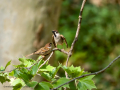 Gorrión molinero - Passer montanus - Pardal xarrec