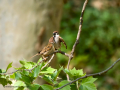 Gorrión molinero - Passer montanus - Pardal xarrec