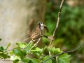 Gorrión molinero - Passer montanus - Pardal xarrec