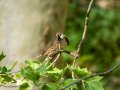 Gorrión molinero - Passer montanus - Pardal xarrec