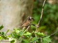 Gorrión molinero - Passer montanus - Pardal xarrec