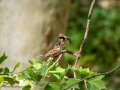 Gorrión molinero - Passer montanus - Pardal xarrec