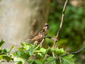 Gorrión molinero - Passer montanus - Pardal xarrec