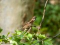 Gorrión molinero - Passer montanus - Pardal xarrec