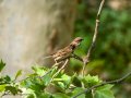 Gorrión molinero - Passer montanus - Pardal xarrec